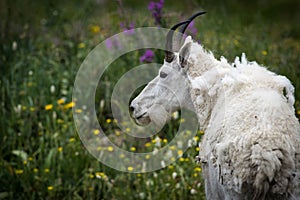 Mount Timpanogos Mountain Goat in Spring Flowers