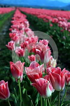 Mount Vernon Tulip Festival