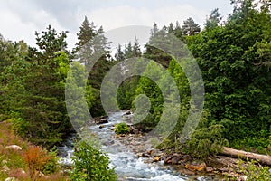 Mountai river rushing through a pine forest