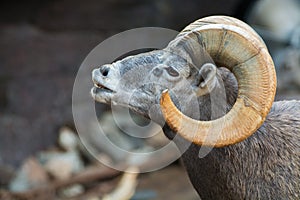 Mountain animals - bighorn sheep