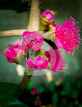 Mountain Apple flower, Syzygium malaccense