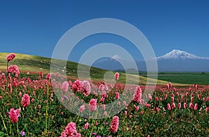 Mountain Ararat. photo