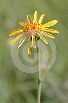 Mountain arnica flower photo