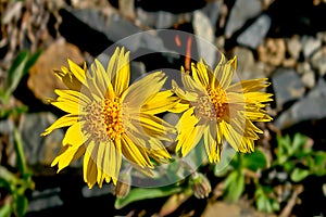 Mountain arnica flowers covered tundra.