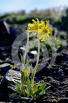 Mountain arnica flowers covered tundra. photo