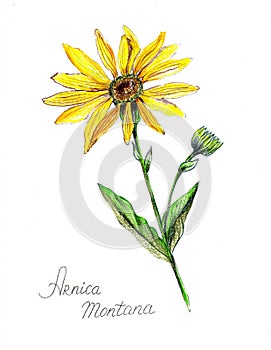 Mountain arnica pencil drawn. Illustration of yellow flower photo