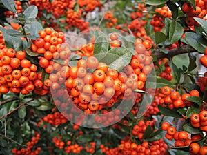 Mountain Ash photo