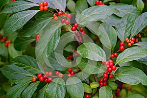 Mountain-ash Also Called Rowan