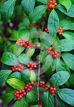 Mountain-ash Also Called Rowan