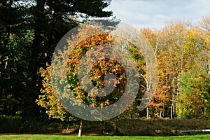 Mountain Ash in in autumn colors 2