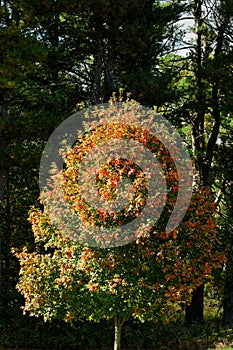 Mountain Ash in in autumn colors