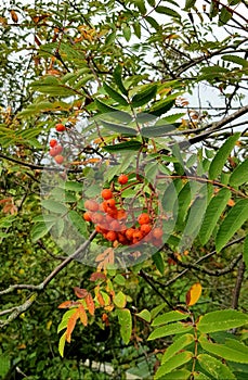 Mountain ash in autumn colours