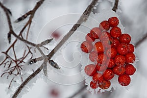 Mountain Ash Berry Clump with Frosty Angled Branch