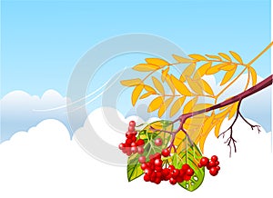 Mountain ash branch background