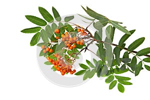 Mountain ash branch isolated on a white