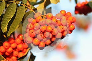 Mountain ash branches with berries