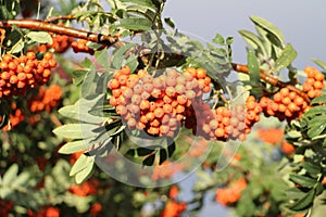 Mountain ash branches with berries in the fall