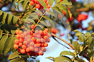 Mountain ash branches with berries in the fall