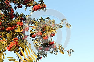 Mountain ash branches with berries in the fall