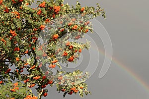 Mountain ash branches with berries in the fall