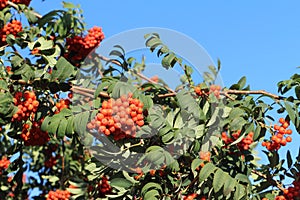 Mountain ash branches in the fall