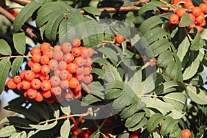 Mountain ash branches in the fall