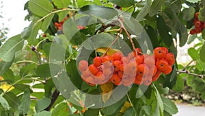 Mountain ash branches with ripe red fruits close-up. Clusters of berries on tree sway in wind. Autumn composition. Slow