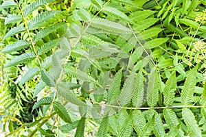 Mountain ash branches with transparent green leaves. Background with green leaves of Sorbus aucuparia in the forest
