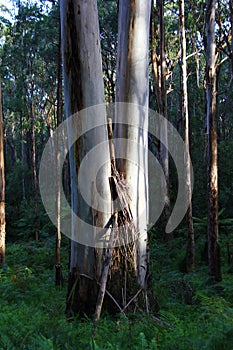 Mountain Ash Eucalyptus - Kalorama, Victoria, Australia