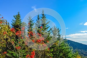 Mountain ash and fir-needle in Sutton