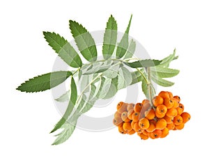 Mountain ash isolated on white background.