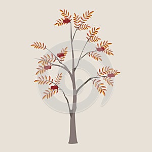 Ordinary mountain ash with a leaf and berries