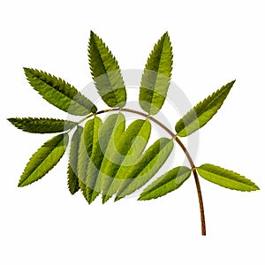 Mountain ash leaf isolated