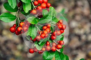 Mountain ash, rowan, red rowanberry