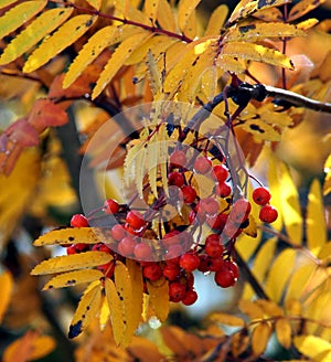 Mountain Ash Rowan tree in fall colours with berries