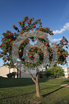 Mountain Ash, rowanberries