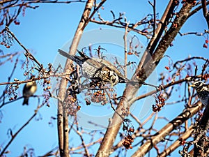 a mountain ash thrush on a tree branch in winter