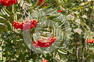 Mountain-ash tree with clusters of ripe rowanberries