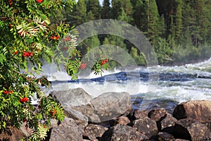 Mountain-ash tree in front of the rapid