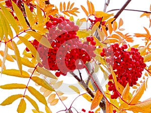 Mountain Ash tree red berries and yellow leaves