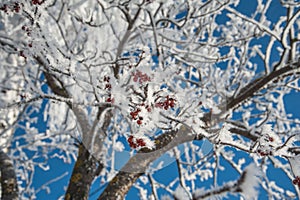 Mountain ash in winter covered with snow, branches covered with snow in winter, winter branches on a blue background, branches cov