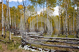 Mountain Aspen Grove