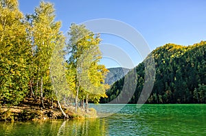 Mountain autumn green siberia lake with reflection and birch