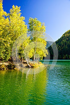 Mountain autumn green siberia lake with reflection and birch