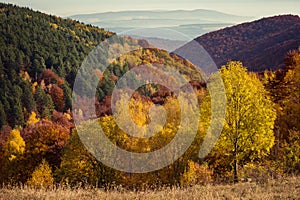 Mountain autumn landscape with colorful forest