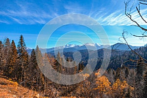 Mountain autumn landscape with orange forest