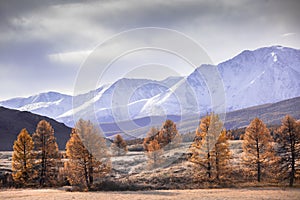 Mountain autumn landscape, valley, mountains with snow in the background, tree, Altai