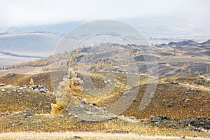 Mountain autumn landscape, valley, tree, Altai