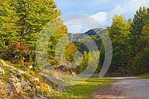 Mountain autumn landscape. Wide winding dirt road runs through the autumn forest, blue sky in the background. Concept of landscape
