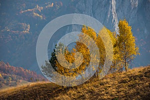 Mountain autumn landscape with yellow birch trees